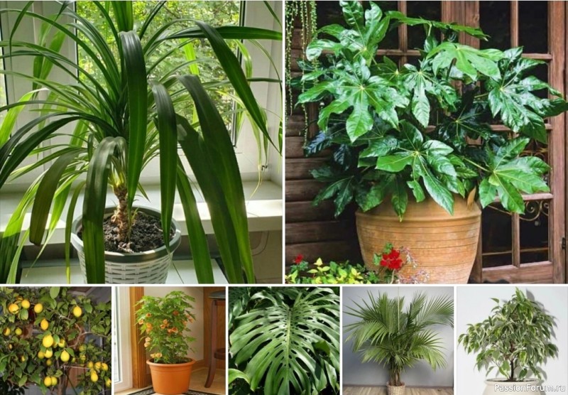 Озеленение квартиры крупными комнатными растениями