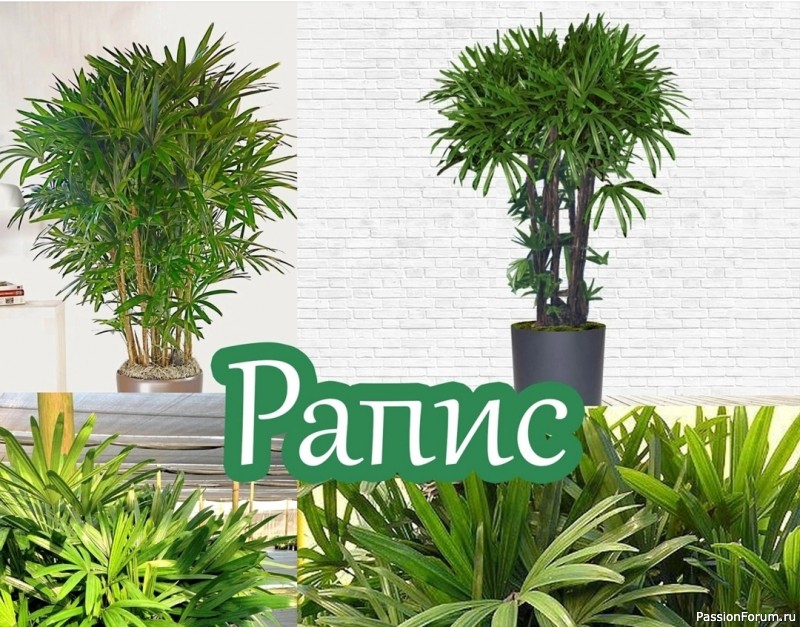 Комнатные растения. Рапис