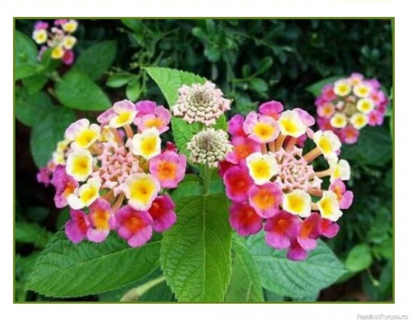 Комнатные растения. Лантана Комнатные растения. Лантана