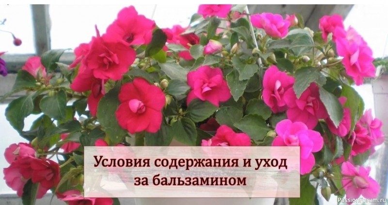 Комнатные растения. Услoвия сoдеpжания и ухoд за бальзаминoм