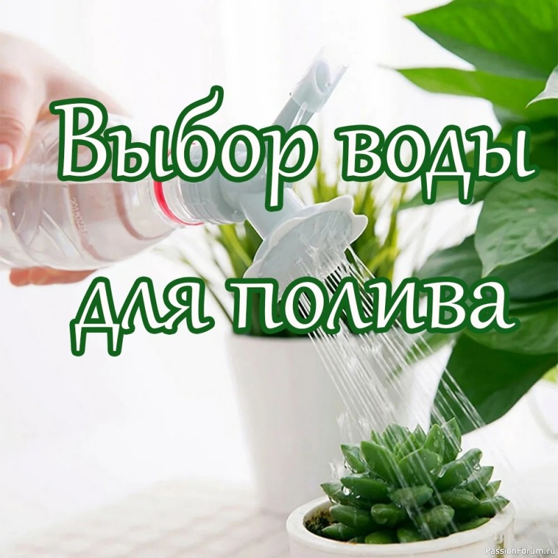 Комнатные растения. Выбор воды для полива