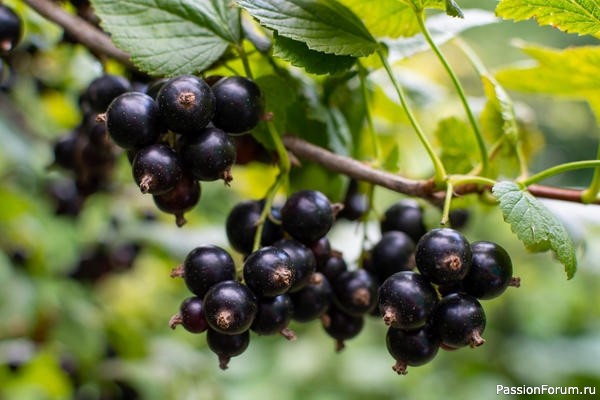 Дачникам. Размножение черной смородины