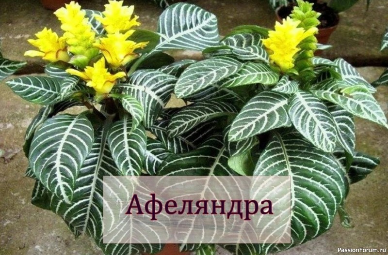 Афеляндра. Комнатные растения
