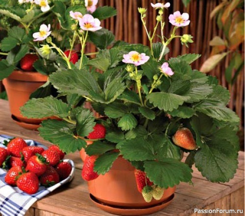 Комнатные растения. Земляника на подоконнике круглый год!