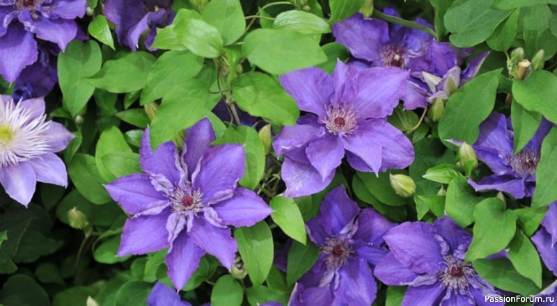 Дачникам. Осенняя обрезка клематисов