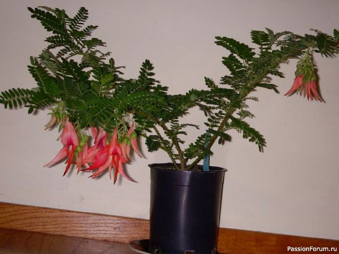 Комнатные растения. Клиантус Комнатные растения. Клиантус