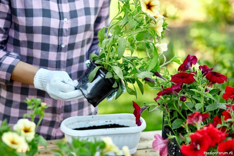 Дачникам. Секреты выращивания крепкой петунии