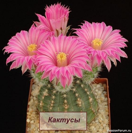 Комнатные растения. Кактусы