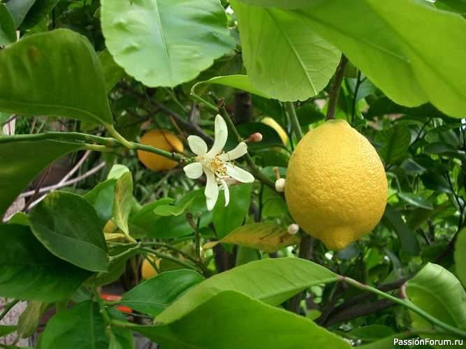 Комнатные растения. Разведение лимонов Комнатные растения. Разведение лимонов