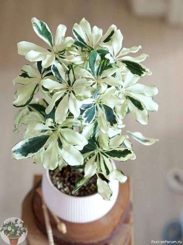 Комнатные растения. Шеффлера