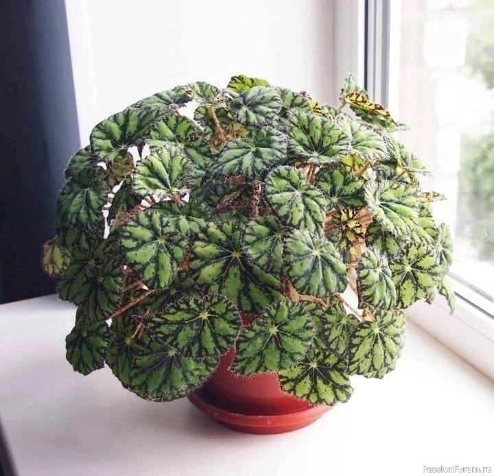 Комнатные растения. Бегония Бауэра (Тигровая) Комнатные растения. Бегония Бауэра (Тигровая)