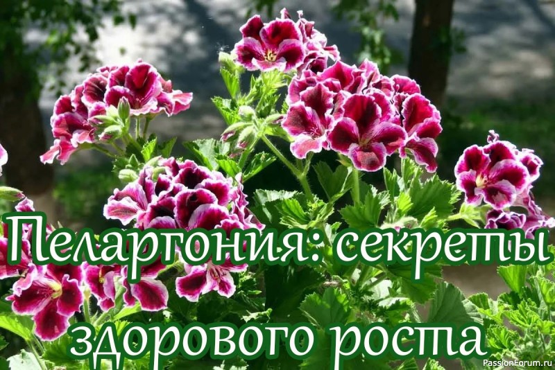 Пеларгония: секреты здорового роста