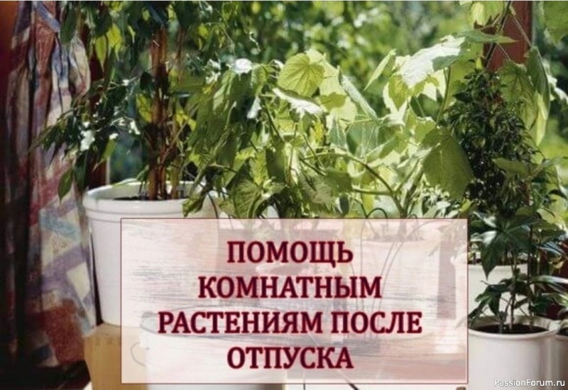 Помощь комнатным растениям после отпуска