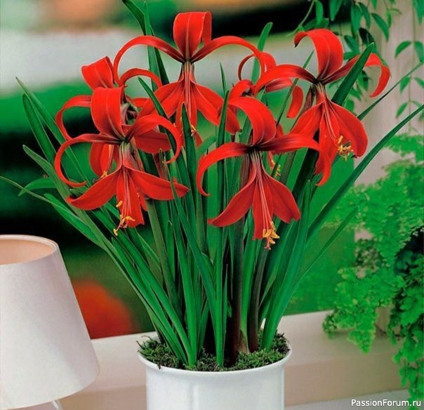 Комнатные растения. Спрeкeлия