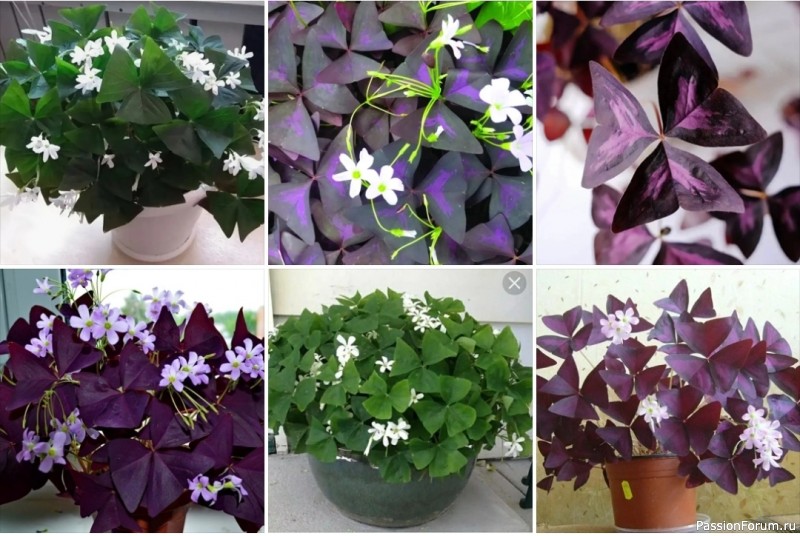 Комнатные растения. Кислица зимой