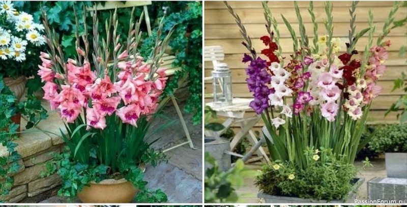 Дачникам. Гладиолусы в кашпо