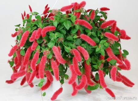 Комнатные растения. Акалифа - уход за растением. Комнатные растения. Акалифа - уход за растением.