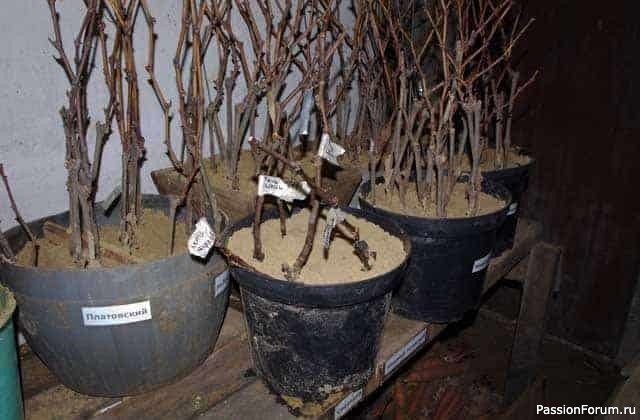 Дачникам. Как спасти черенки до весны