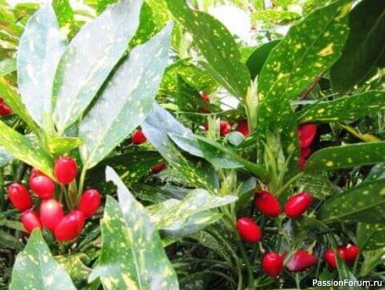 Комнатные растения. Аукуба японская