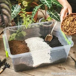 Почва для комнатных растений: создаём сами Почва для комнатных растений: создаём сами