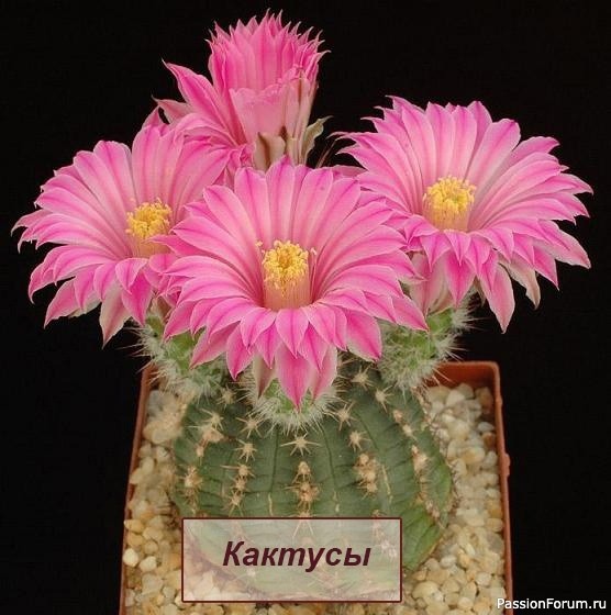 Комнатные растения. Кактусы
