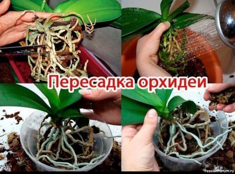 Пересадка орхидеи. Пошаговая инструкция