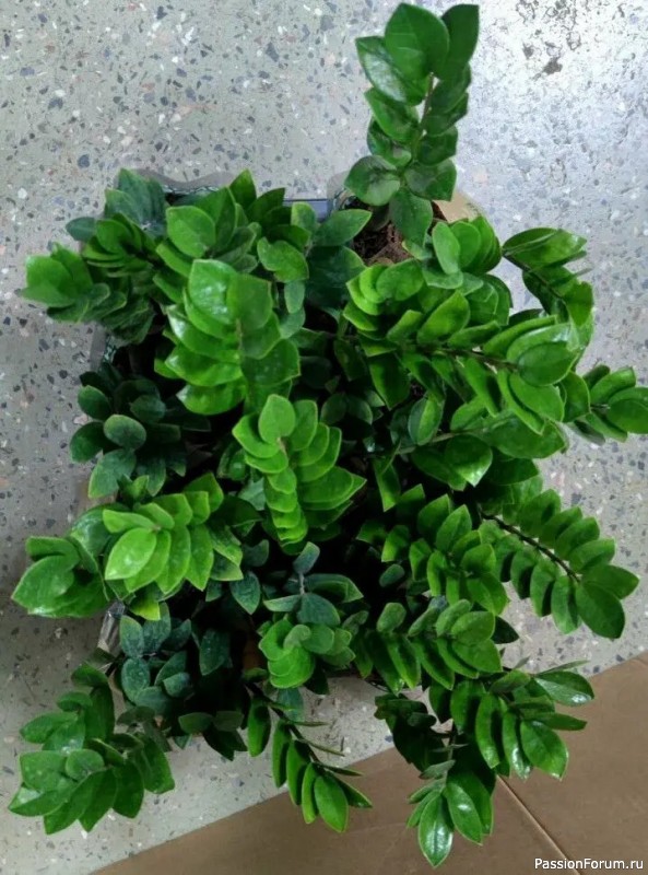 Замиокулькас. Почему так нельзя делать?