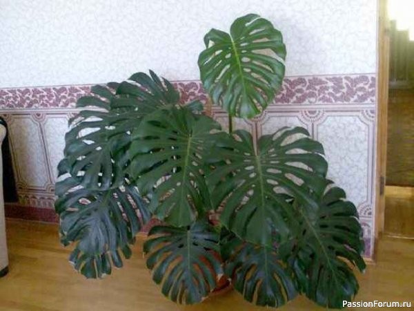 Озеленение дома большими комнатными растениями Озеленение дома большими комнатными растениями