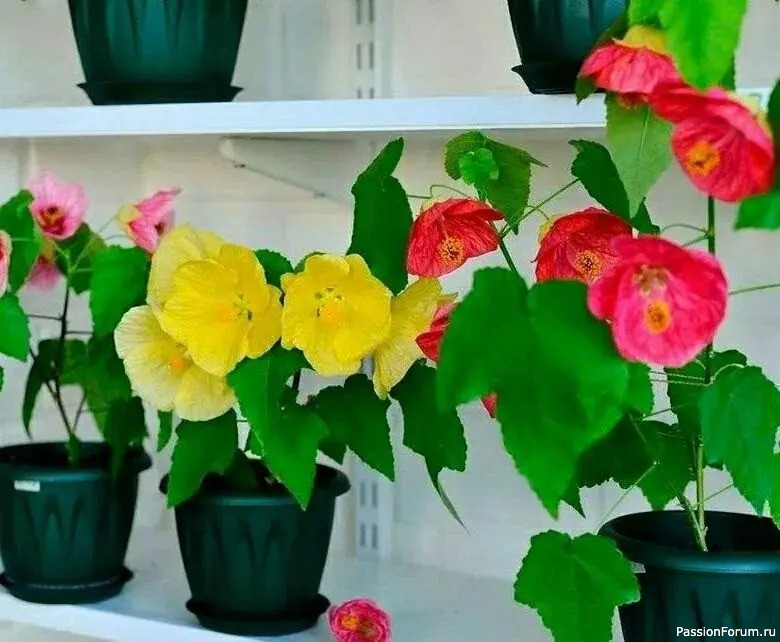 Комнатные растения. Абутилон