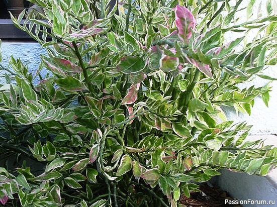 Комнатные растения. Педилантус Комнатные растения. Педилантус