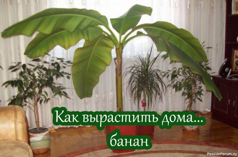 Комнатные растения. Как вырастить дома... банан