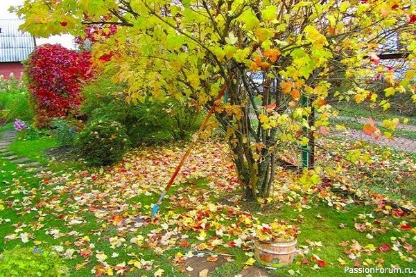 Дачникам. Осенняя обработка сада