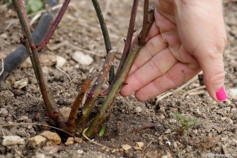 Спасём замёрзшую розу: подробный план действий.