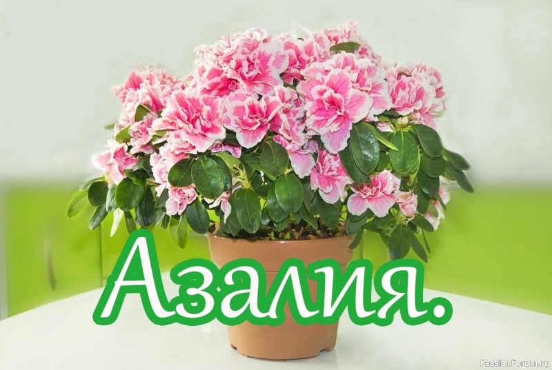 Азалия. Как выбирать цветок