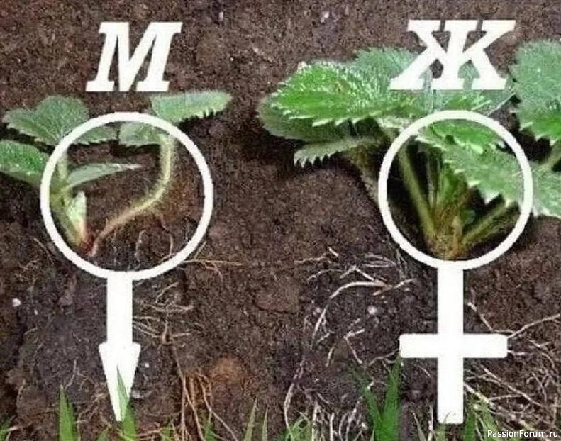 Дачникам. Как определить мужские кусты клубники