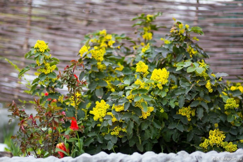 Дачникам. Магония Японская