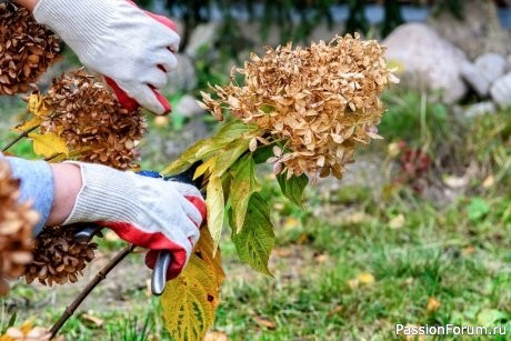 Дачникам. Осенняя обрезка гортензий: когда нужна, а когда лучше не трогать!
