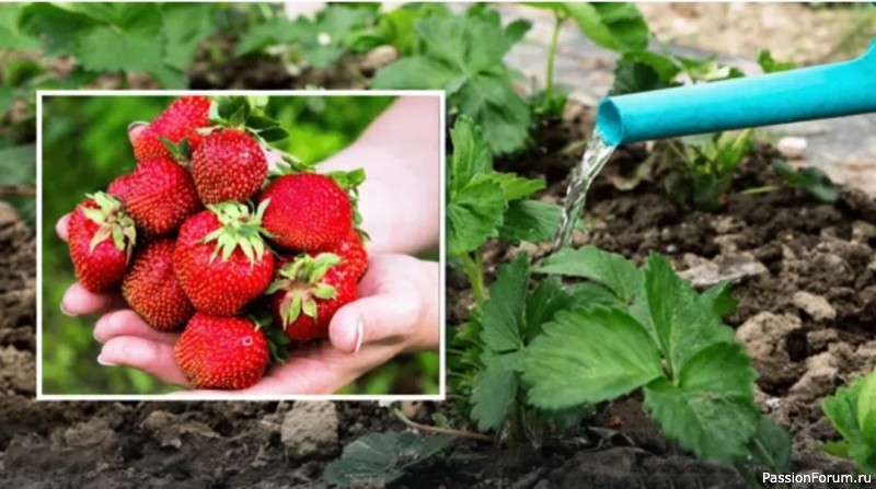 Дачникам. Как добиться щедрого урожая клубники