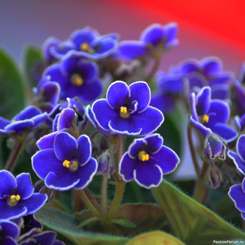 Комнатные растения. Как поступить, если фиалка заболела