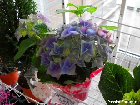 Комнатные растения. Как вырастить гортензию.