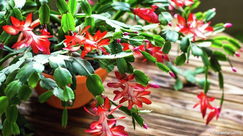 Комнатные растения. Как добиться пышного цветения декабриста