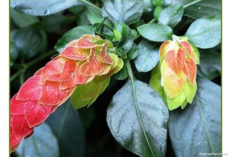 Комнатные растения. Белопероне Комнатные растения. Белопероне