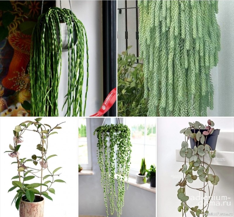 Комнатные растения. ТОП-5 ампельных суккулентов для уютного интерьера