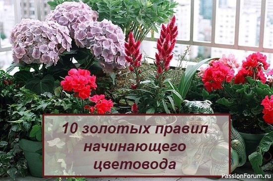 10 золотых правил начинающего цветовода