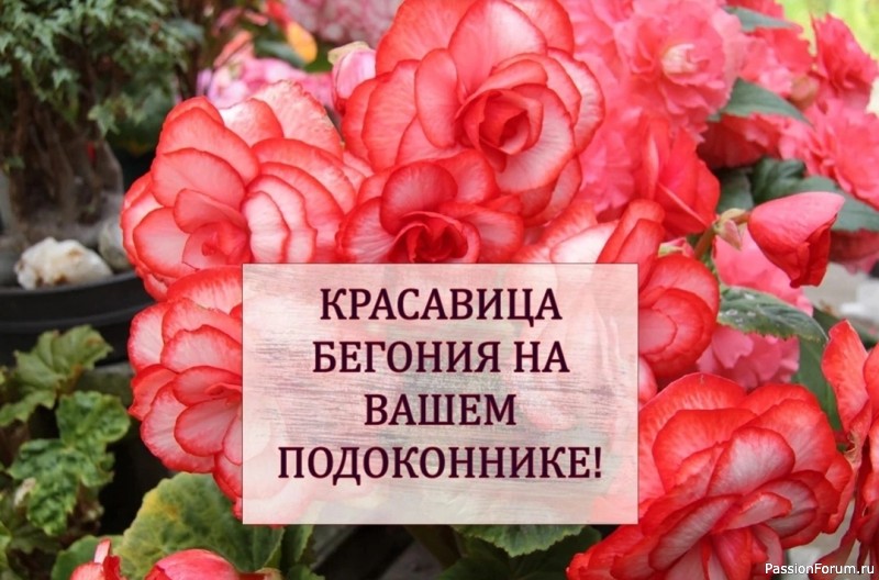 Комнатные растения. Бегония на вашем подоконнике!