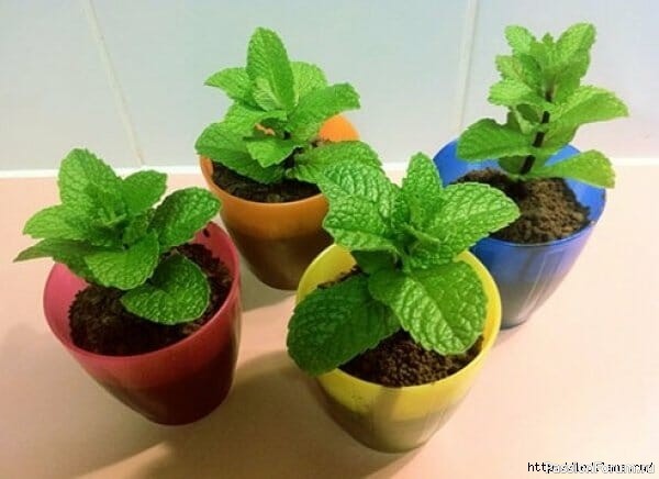 Комнатные растения. Мелисса на подоконнике