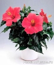 Быстрорастущие комнатные растения