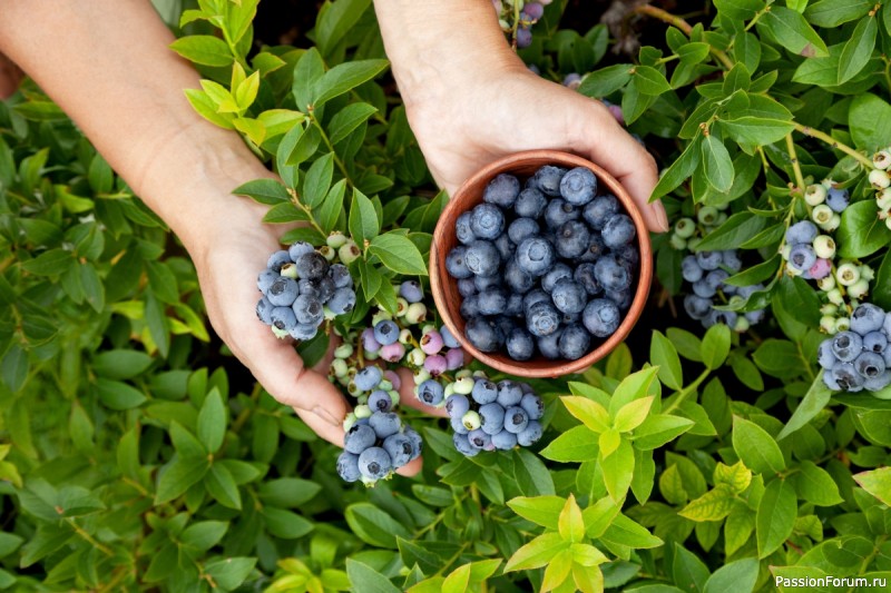 Три шага, чтобы ваша голубика пережила зиму