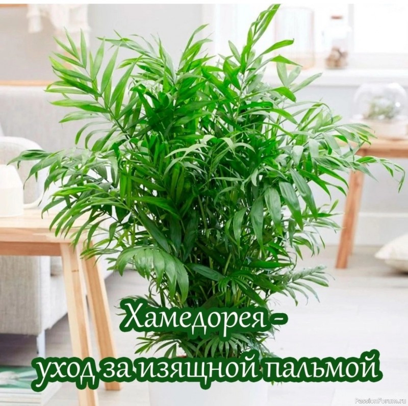 Комнатные растения. Хамедорея - уход за изящной пальмой