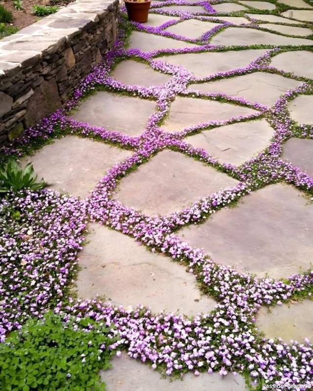 Дачникам. Этот ковер должен быть в каждом саду. Дачникам. Этот ковер должен быть в каждом саду.